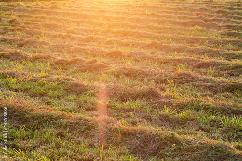 Windrows of mown hay on field backlit in backlight at sunset