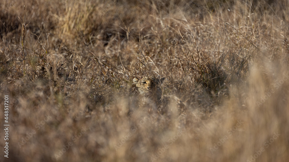 Leopard in stalking mode- well camouflaged Leopard in stalking mode- well camouflaged