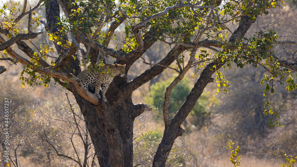 Obraz premium a beautiful Leopard in a tree