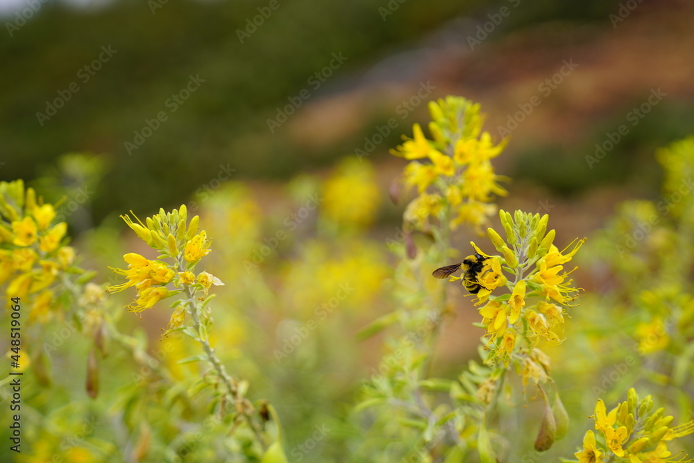 Yellow flowers in the garden Yellow flowers in the garden