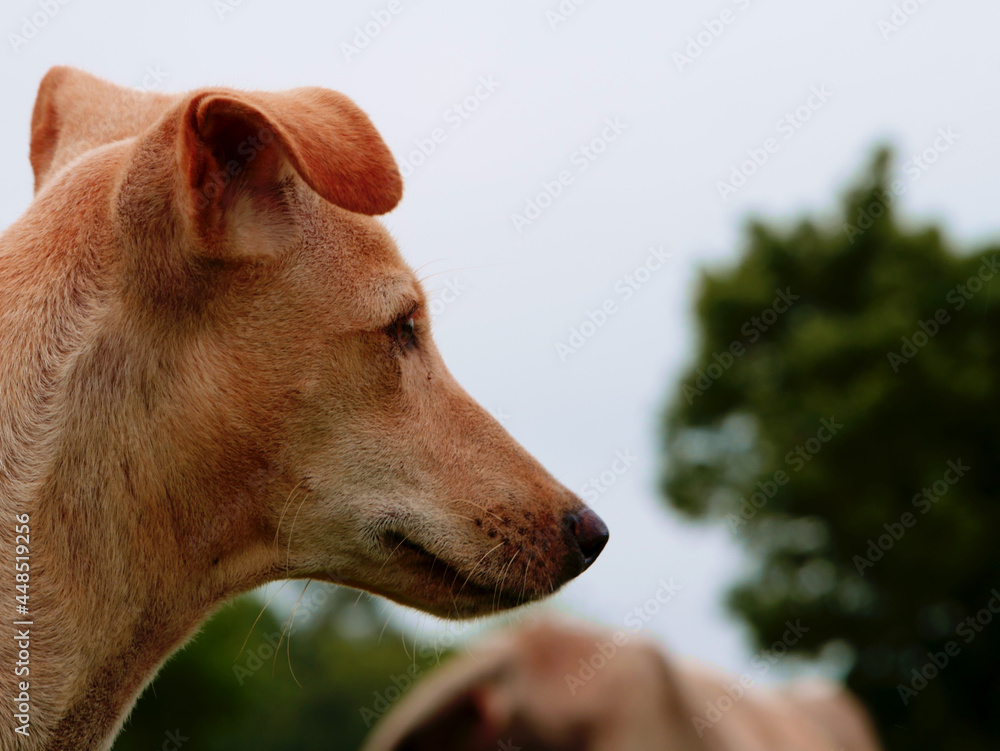 Dog right side face presented on blur tree with sky background, Animal lifestyle concept image. Dog right side face presented on blur tree with sky background, Animal lifestyle concept image.
