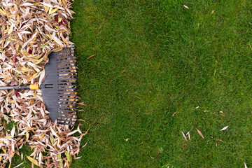 Pile of fall leaves with rake on lawn