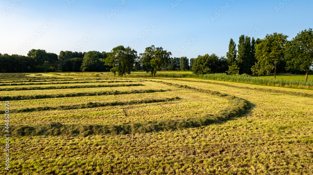 Aerial view of an agricultural field with lines of freshly mown meadow in warm temperatures on a sunny summer day, taken with a drone. High quality photo