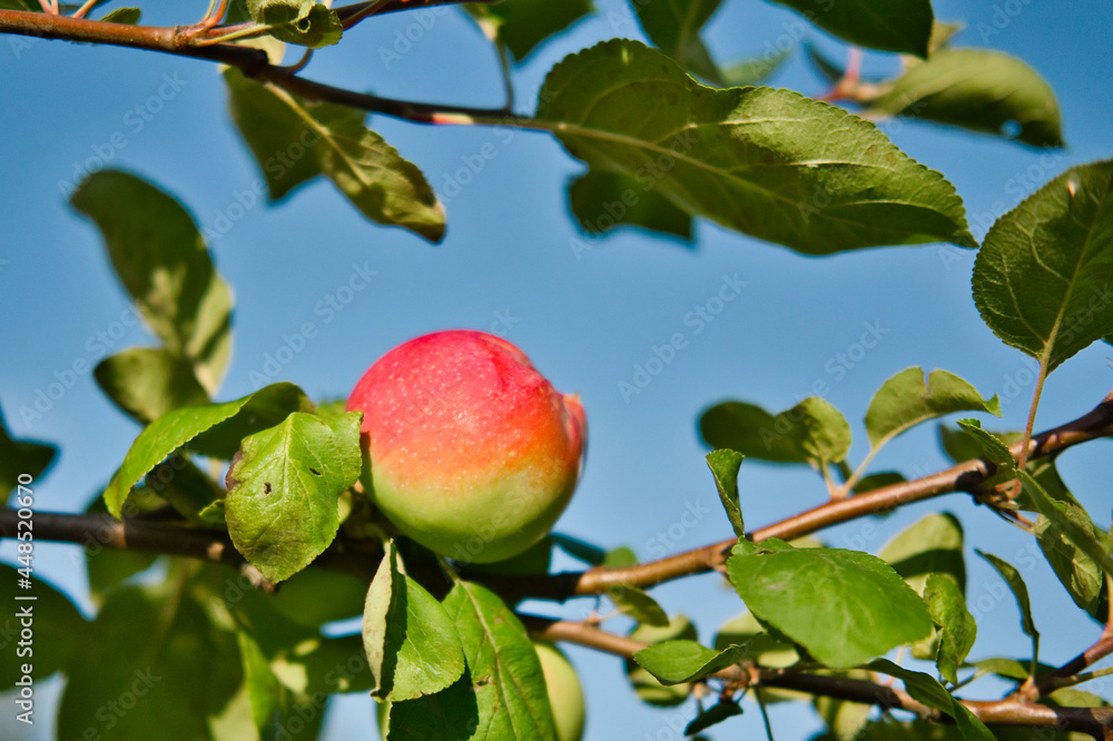 Obraz premium Single red apple hangs on tree branch against blue sky