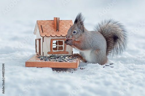 Canvas Print wild fluffy squirrel in a snowy forest eats seeds and nuts from a feeder, wooden