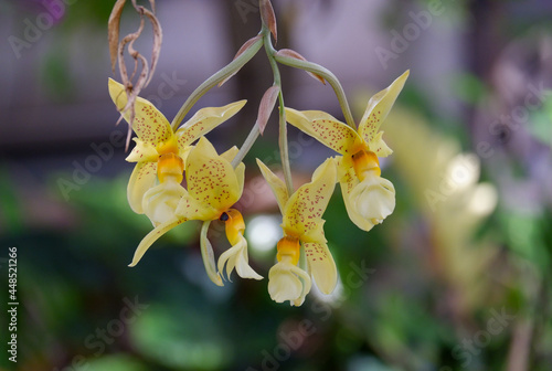 yellow orchid flower