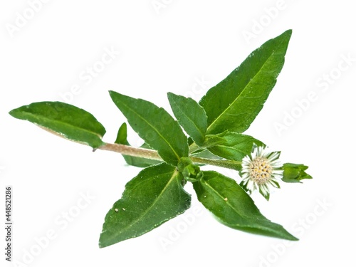 Eclipta Alba, Eclipta Prostrata or Bhringraj, also known as False Daisy isolated on white background, herbal medicinal plant effective in Ayurvedic medicine.