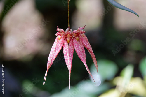 pink orchid flower blooming in nature