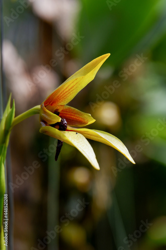 yellow orchid flower