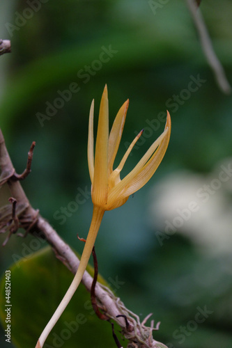 yellow orchid flower