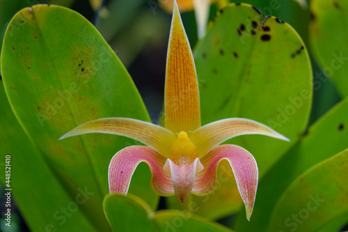yellow orchid flower