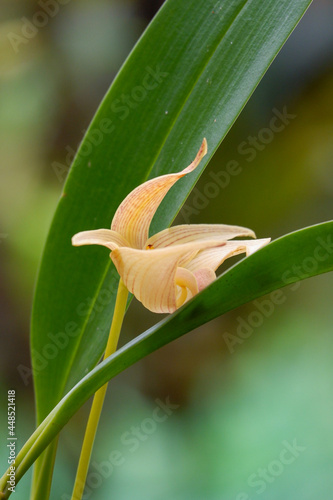 yellow orchid flower