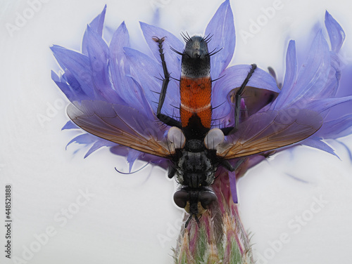 Raupenfliege (Fam. Tachinidae), evtl. Cylindromyi photo