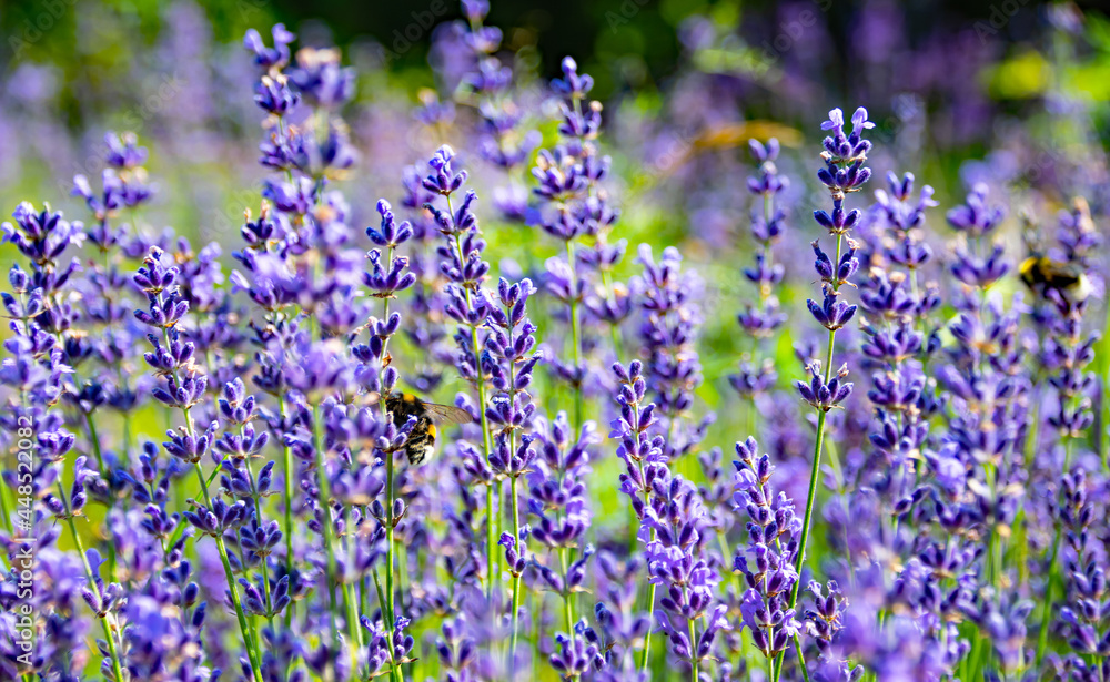 Echter Lavendel, Lippenblütler, Zierpflanze, Gewinnung von Duftstoffen, Heilpflanze Echter Lavendel, Lippenblütler, Zierpflanze, Gewinnung von Duftstoffen, Heilpflanze