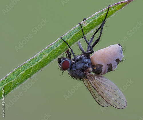 Fliege befallen vom Fliegentöter Pilz (Entomophthora muscae) photo