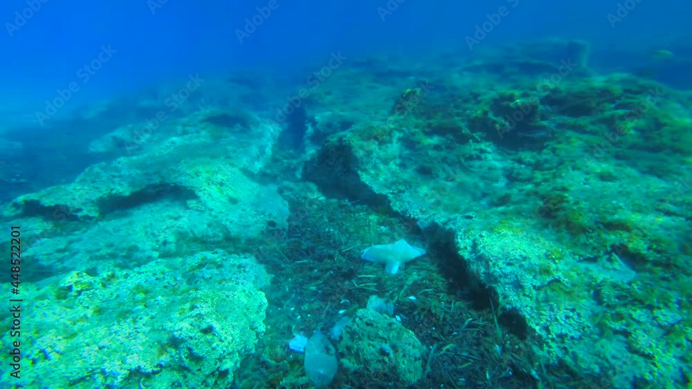 Plastic at sea: sea waves and currents collect dead algae and large amounts of plastic waste in rock crevices. Plastic at sea: sea waves and currents collect dead algae and large amounts of plastic waste in rock crevices.