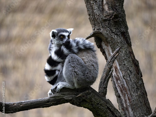 Fototapeta Naklejka Na Ścianę i Meble -  Ring-tailed Lemur, Lemur Catta, sitting on a branch, the tail has draped over the back