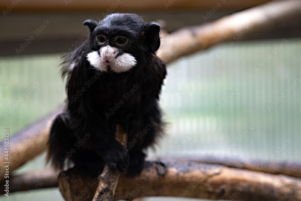 Moustached Tamarin, Saguinus mystax, on a branch and watching the surroundings Moustached Tamarin, Saguinus mystax, on a branch and watching the surroundings