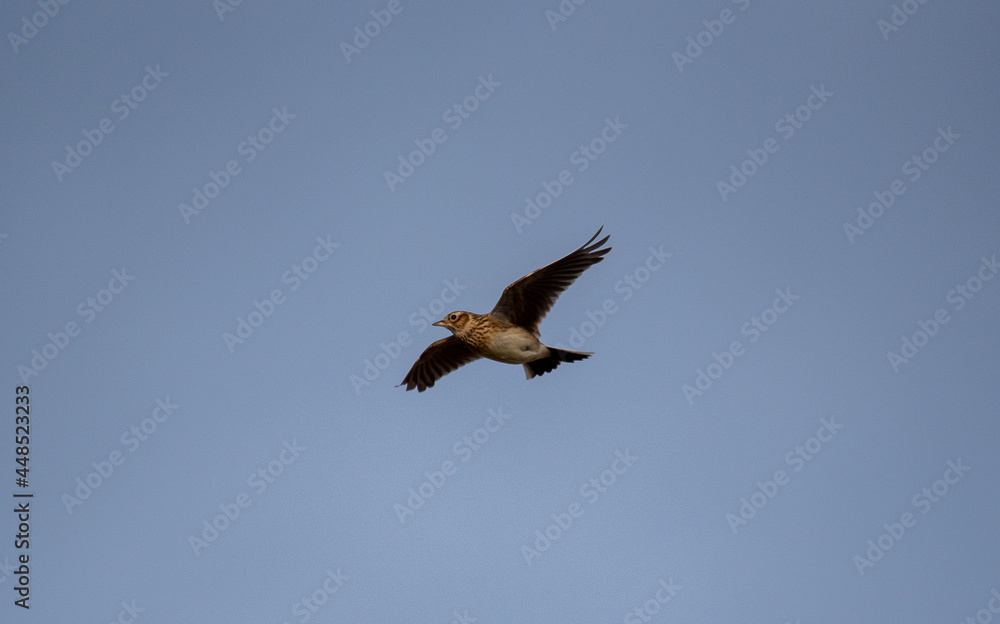 Fototapeta premium Skylark