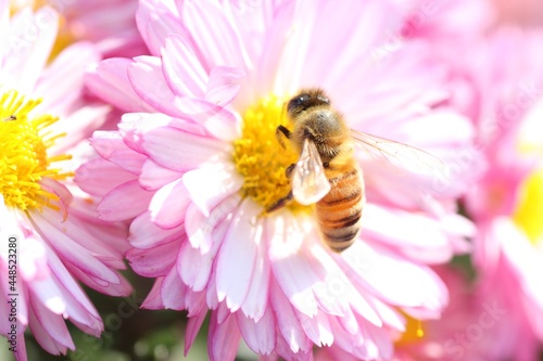 ミツバチとピンクの花