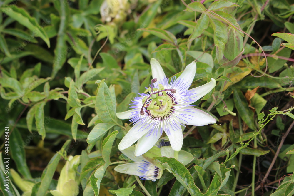 Obraz premium Fleur de passiflore en gros plan