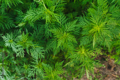 Background, texture of green blooming ragweed, a summer plant in the garden. Allergic growth.