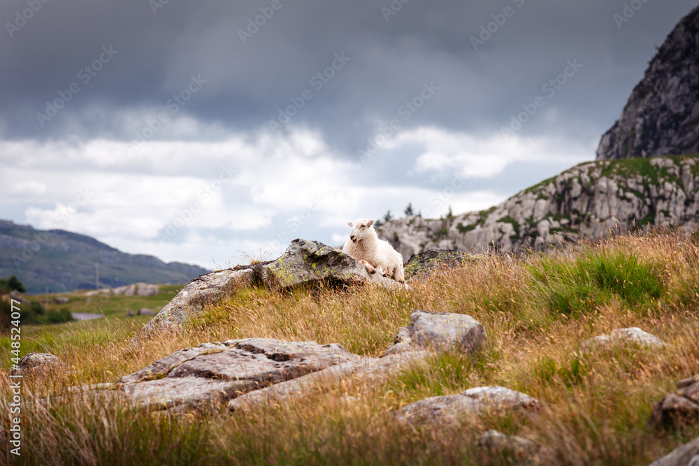 Lone sheep on rocks at the foot of mountains near Llyn Ogwen, North Wales