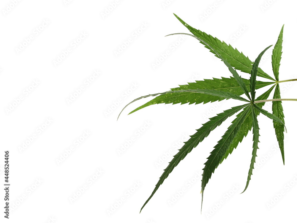 Marijuana leaves, weed isolated on white background with clipping path