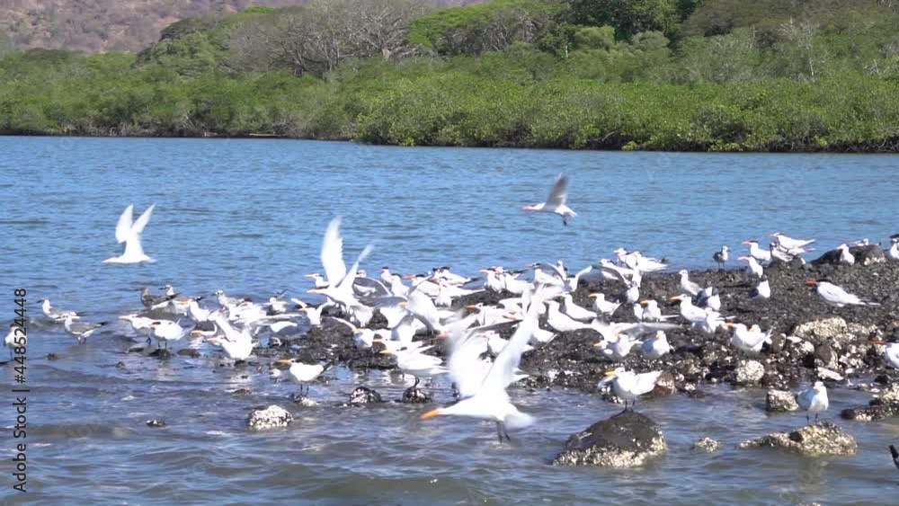 A flock of seagulls on a beach in Costa Rica, flying together. Slow motion shot. A flock of seagulls on a beach in Costa Rica, flying together. Slow motion shot.