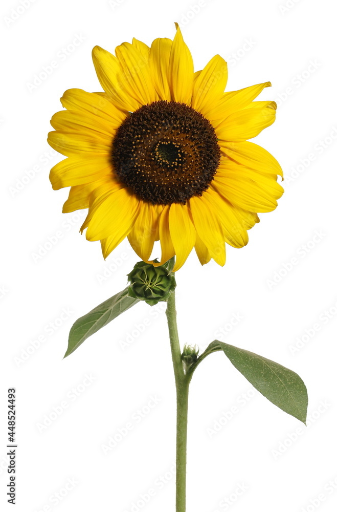 Obraz premium Sunflower with stalk isolated on white background with clipping path