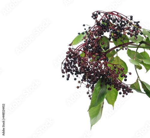 Elder plant with elderberries and leaves isolated on white background, clipping path photo