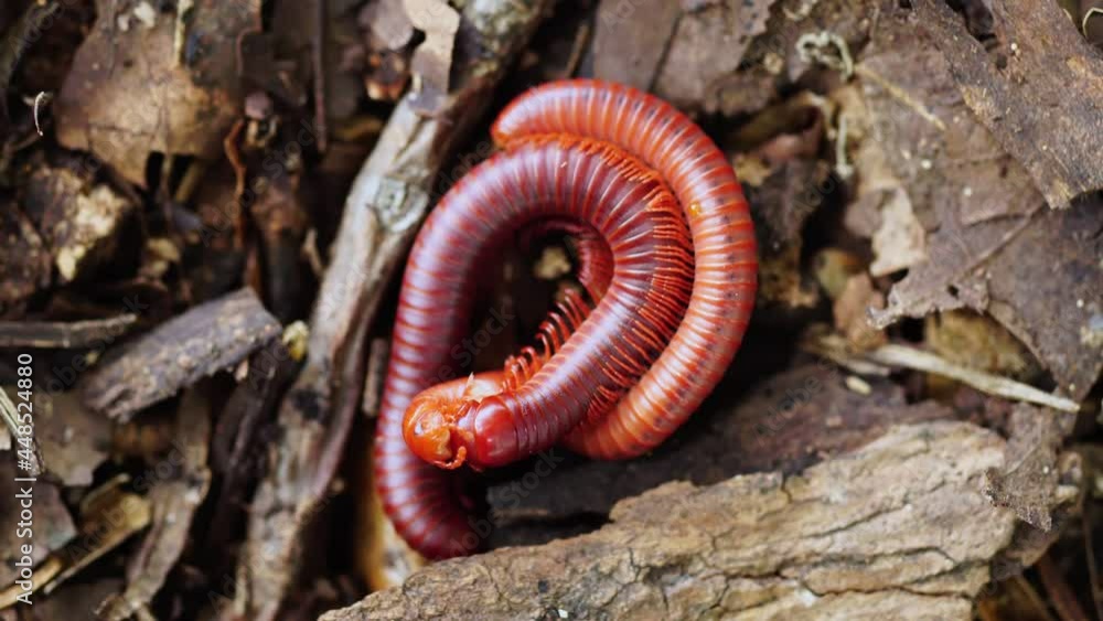 Two millipedes are naturally breeding. Two millipedes are naturally breeding.