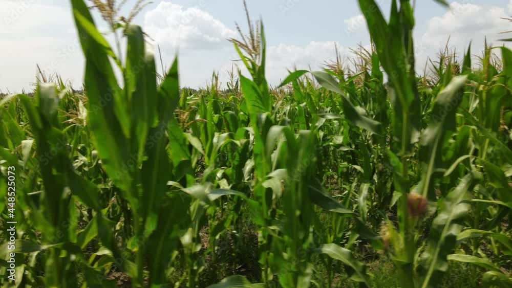 Closeup of maize plants, trucking shot. Farmland with corn field. Growing green crop Closeup of maize plants, trucking shot. Farmland with corn field. Growing green crop