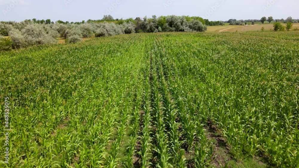 Cornfield in the Hungarian countryside. Aerial view of maize plants swaying in wind Cornfield in the Hungarian countryside. Aerial view of maize plants swaying in wind