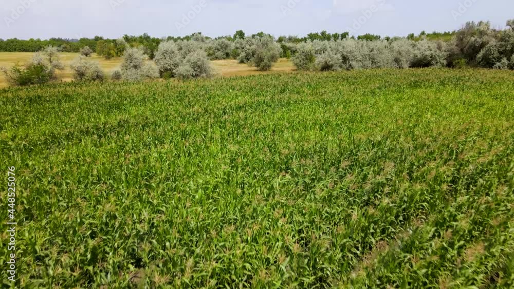 Maize crop swaying in wind. Aerial flight over agricultural farmland in Hungarian countryside Maize crop swaying in wind. Aerial flight over agricultural farmland in Hungarian countryside