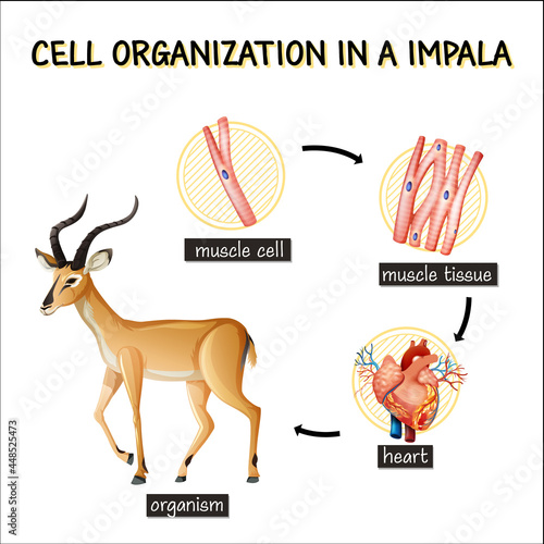 Diagram showing cell organization in a impala