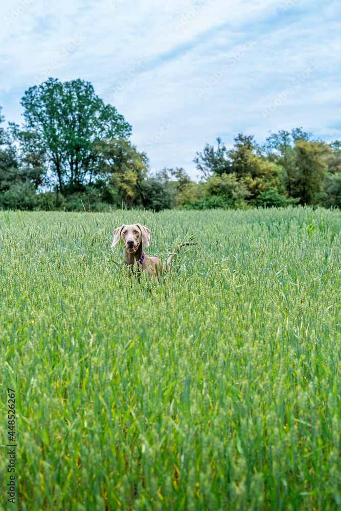 Weimaraner, braco de weimar, playing, jumping and running inside a green field Weimaraner, braco de weimar, playing, jumping and running inside a green field