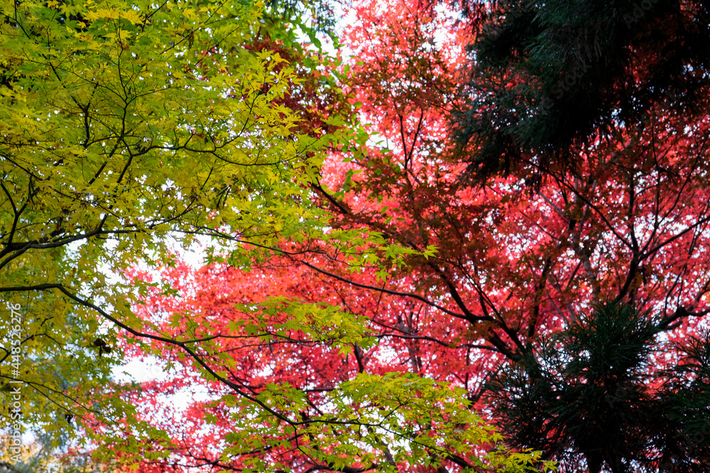 Colorful maple trees in autumn season against isolated white sky ,focus maple branch good background landscape in Japan. Colorful maple trees in autumn season against isolated white sky ,focus maple branch good background landscape in Japan.