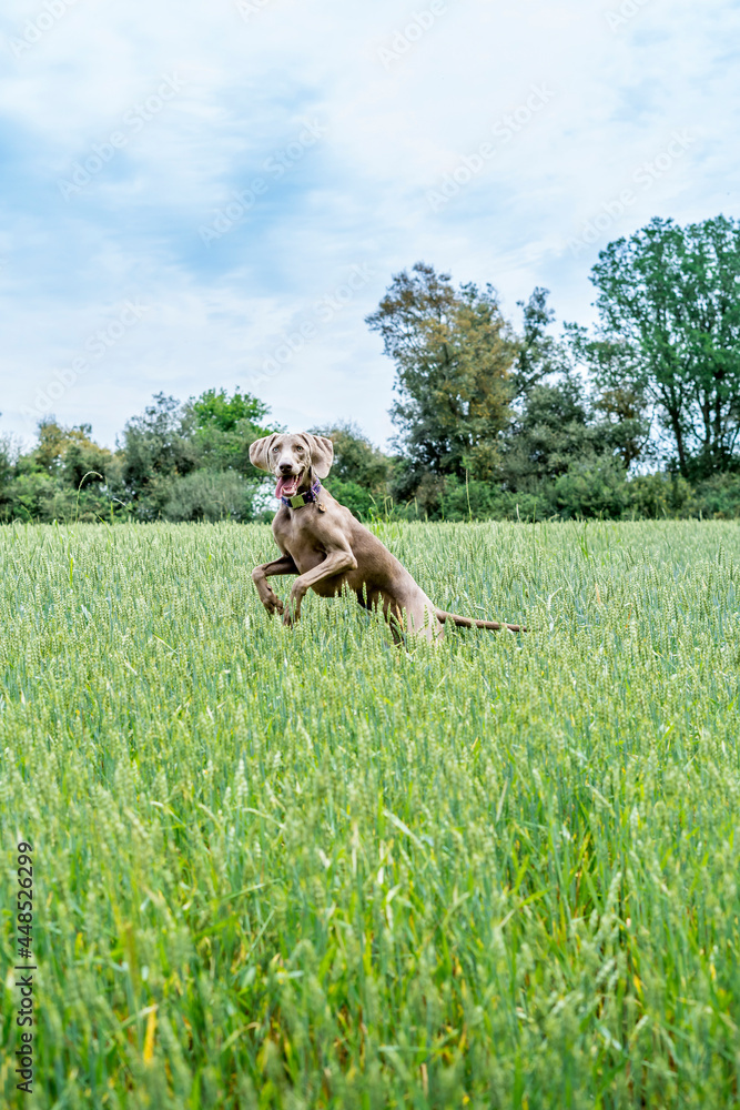Weimaraner, braco de weimar, playing, jumping and running inside a green field