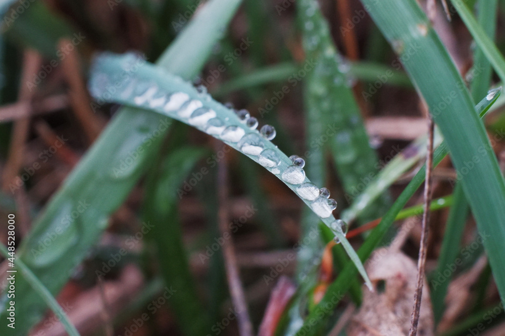 Dew drops on green grass close up