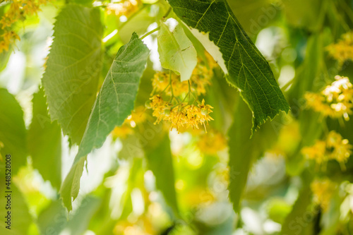 yellow flowers with small leaves on the branches of a linden tree