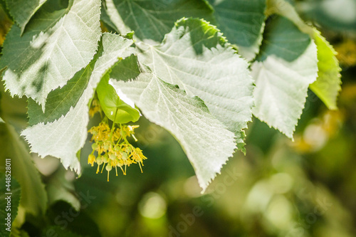 yellow flowers with small leaves on the branches of a linden tree