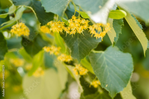 yellow flowers with small leaves on the branches of a linden tree