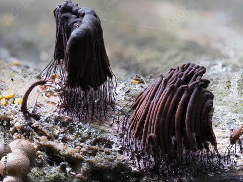 Fadenkeulchen-Fruchtkörper von Myxomyceten / Schleimpilzen photo