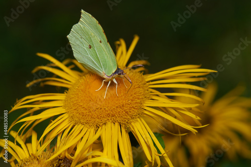 A beautiful butterfly on a yellow flower drinks nectar close up © vlad