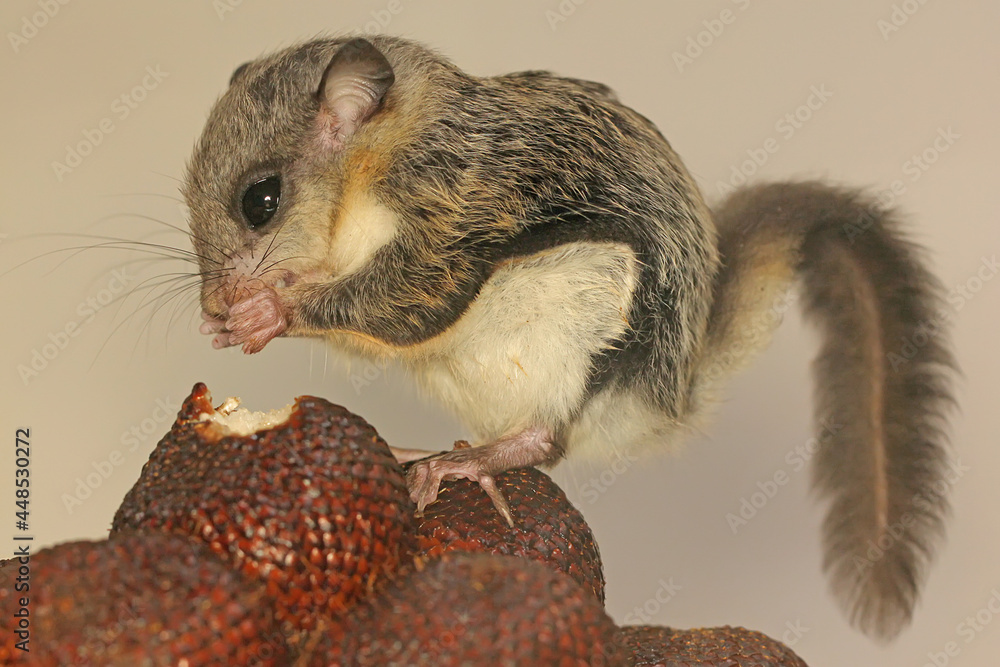 A flying squirrel (Lomys horsfieldi) is eating a snakefruit. These animals  are nocturnal or active at night. Stock Photo | Adobe Stock