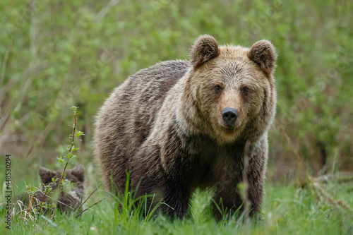 Brown bear female with little cub. Angry brown bear mom on forest meadow. Ursus arctos, wildlife, Slovakia. © Peter Binó
