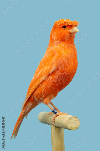 Red canary perched in softbox