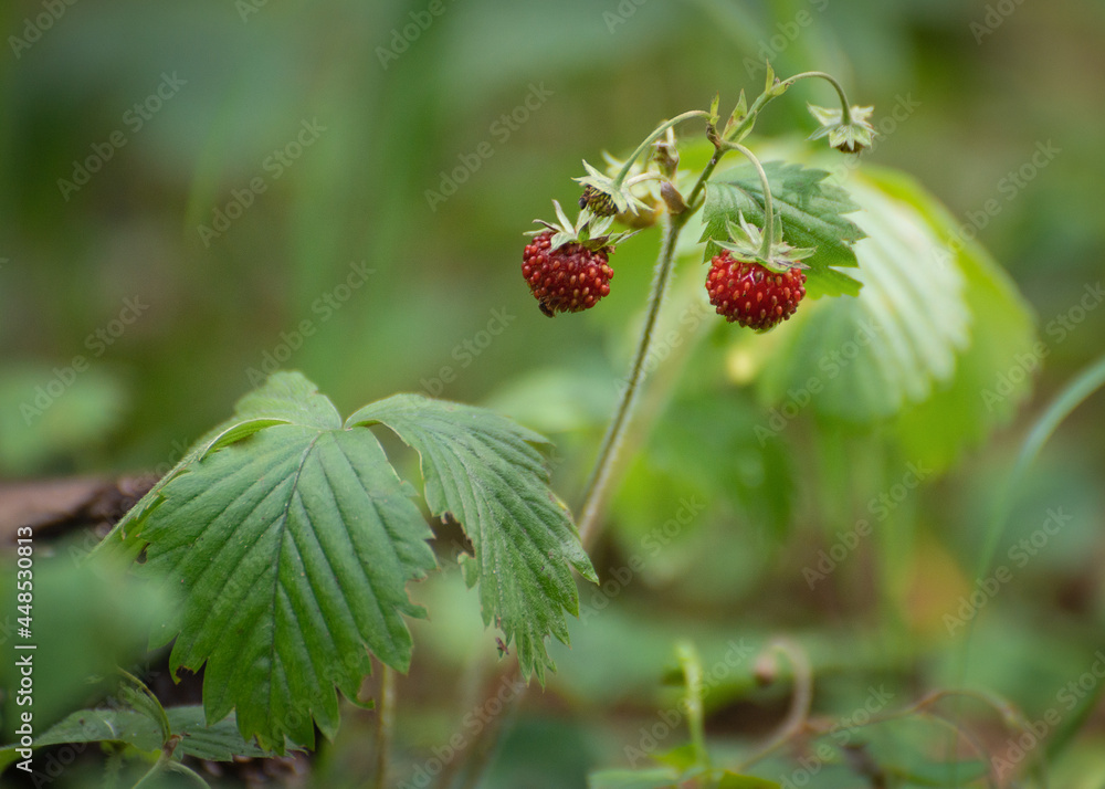 Wild strawberry Wild strawberry