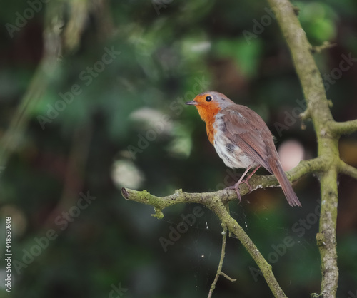 A robin perched on a branch in the tree. Whilst walking in my local woods in Eastham there were plenty of robins around perched and posing for photos.